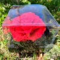 Стабилизированная роза красная в магазине Цветы Планеты